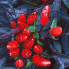 Dwarf Pepper Plant Jigsaw